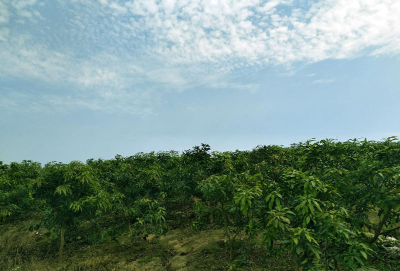 愛普豐澤晟華：為農服務，我們是快樂的